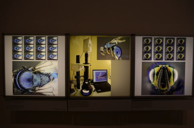 Wasp_exhibition__DSC3467